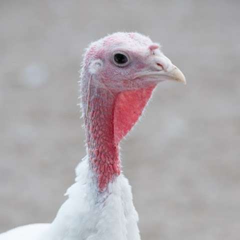 Photo: Leadoux Turkeys